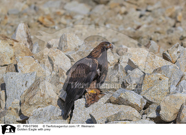 Golden Eagle with prey / PW-07966