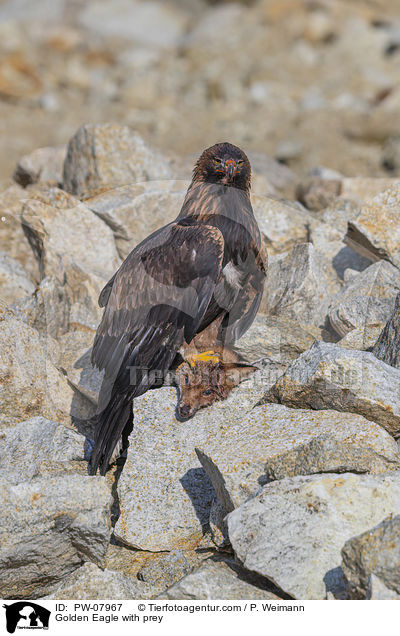 Golden Eagle with prey / PW-07967