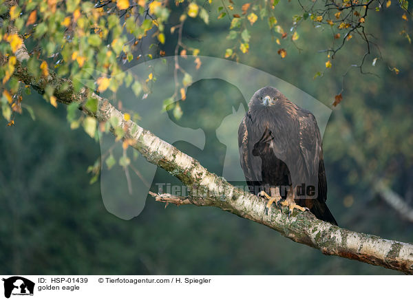 golden eagle / HSP-01439