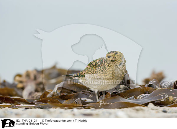 standing Golden Plover / THA-08121