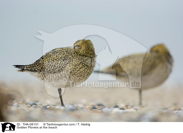 Golden Plovers at the beach / THA-08131