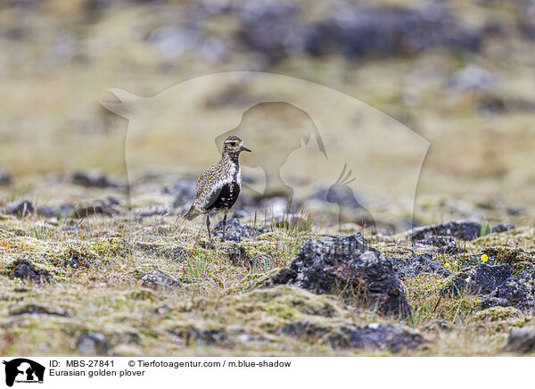 Goldregenpfeifer / Eurasian golden plover / MBS-27841