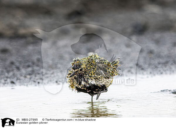 Eurasian golden plover / MBS-27995