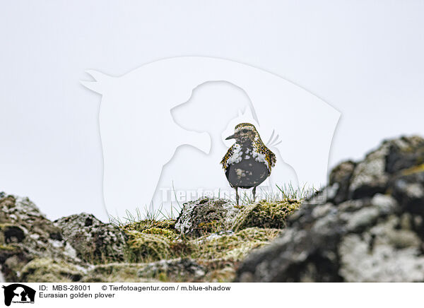 Eurasian golden plover / MBS-28001