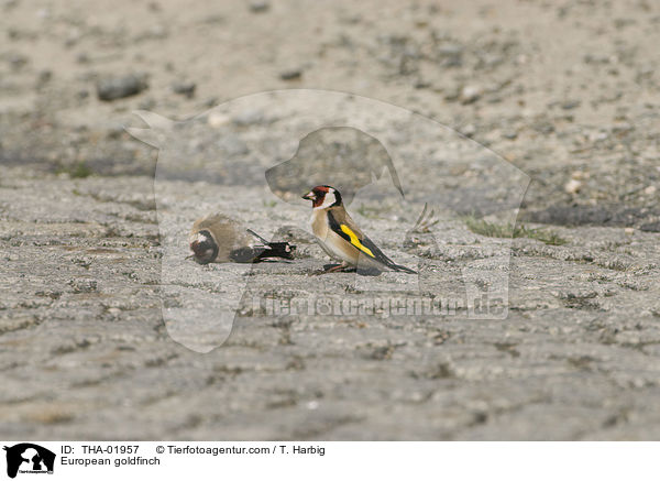 European goldfinch / THA-01957