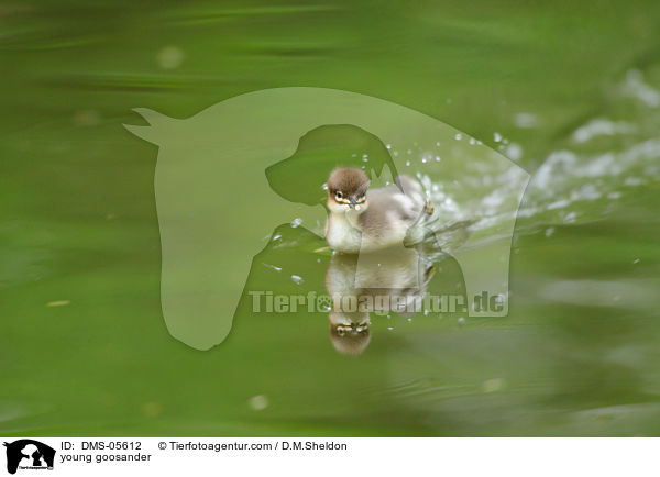 young goosander / DMS-05612