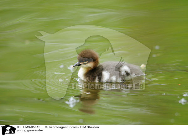 young goosander / DMS-05613