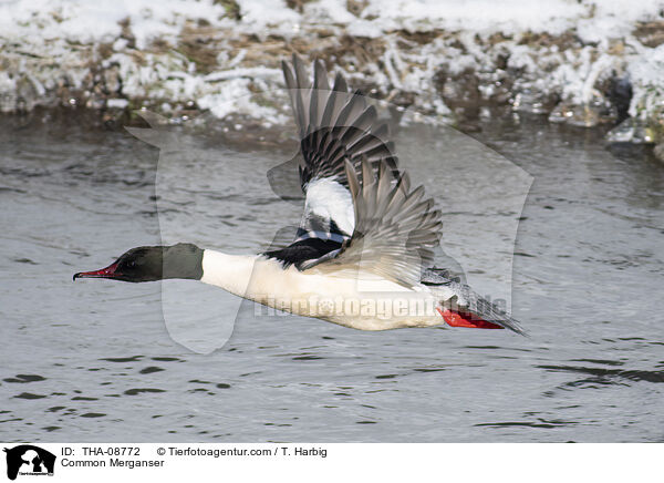 Gnsesger / Common Merganser / THA-08772