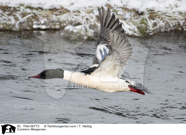 Gnsesger / Common Merganser / THA-08773