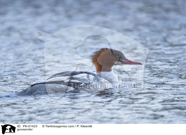 Gnsesger / goosander / PK-01423