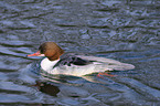 goosander