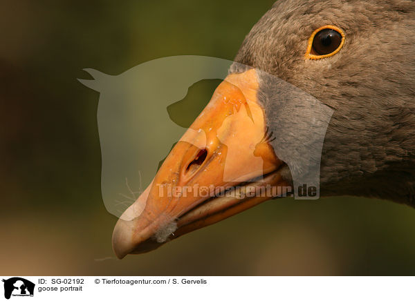 goose portrait / SG-02192