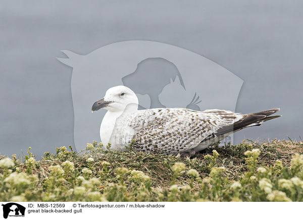 great black-backed gull / MBS-12569