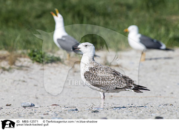 great black-backed gull / MBS-12571