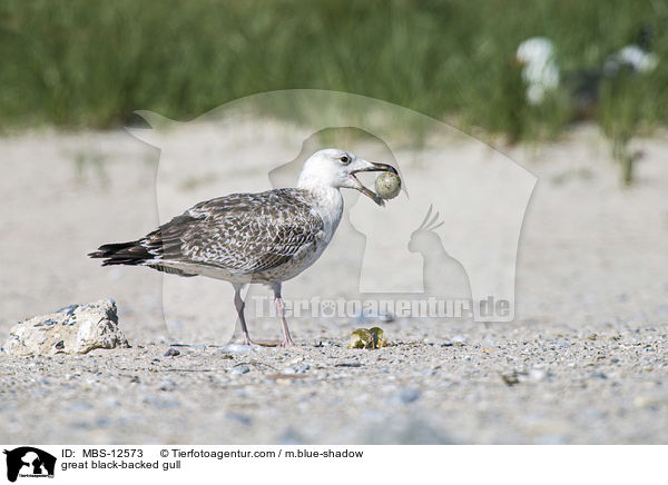 great black-backed gull / MBS-12573
