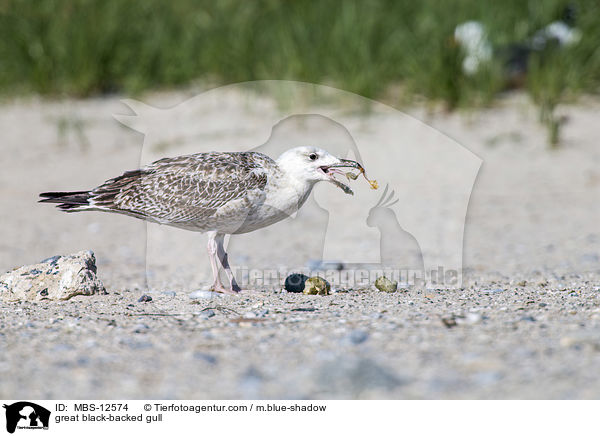 great black-backed gull / MBS-12574