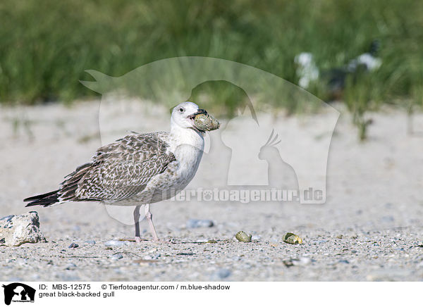 great black-backed gull / MBS-12575