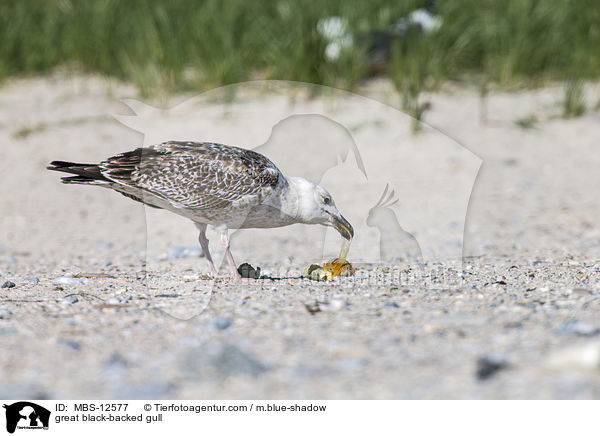 great black-backed gull / MBS-12577