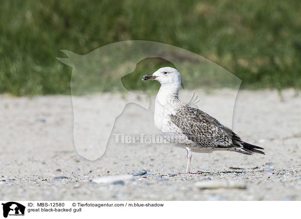 great black-backed gull / MBS-12580