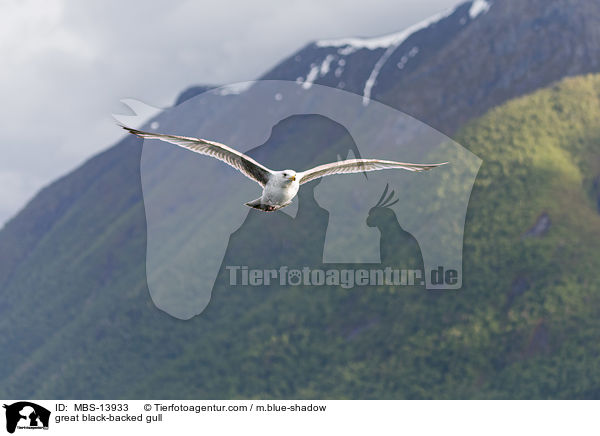 great black-backed gull / MBS-13933