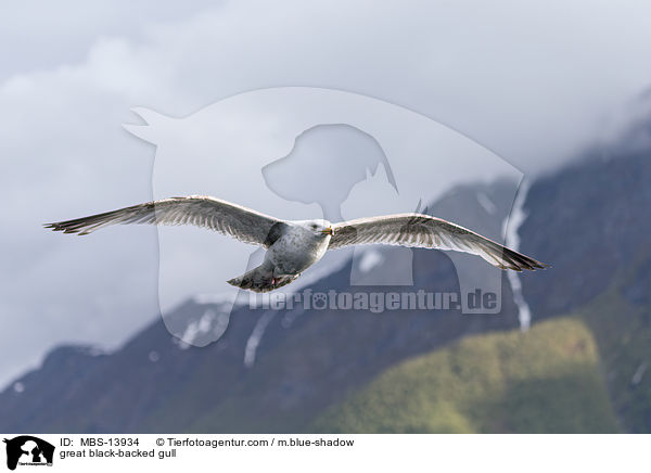 great black-backed gull / MBS-13934