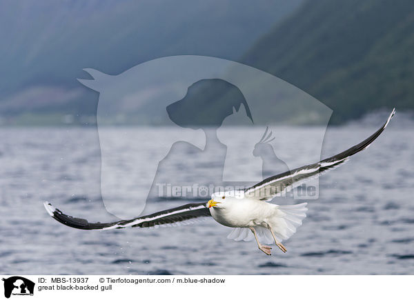great black-backed gull / MBS-13937