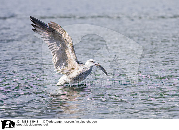 great black-backed gull / MBS-13948