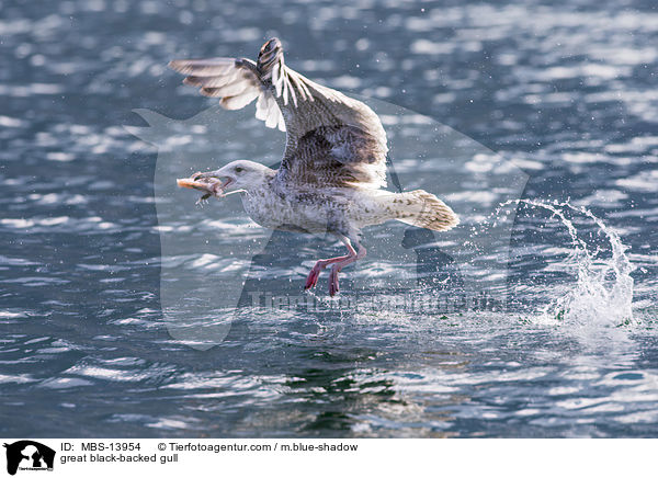 great black-backed gull / MBS-13954