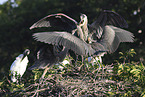 great blue heron