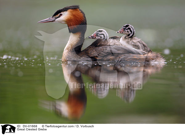 Great Crested Grebe / DV-01668