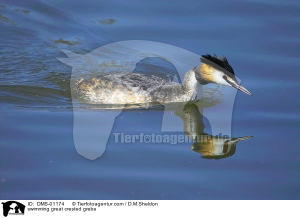 swimming great crested grebe / DMS-01174