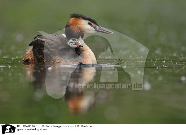 great crested grebes / DV-01895
