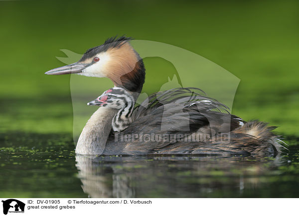 great crested grebes / DV-01905