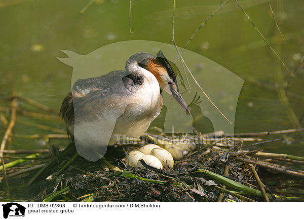 great crested grebe / DMS-02863