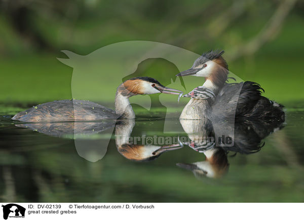 great crested grebes / DV-02139