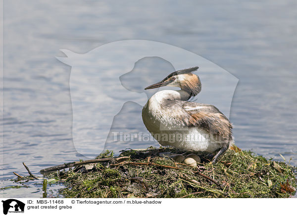 great crested grebe / MBS-11468