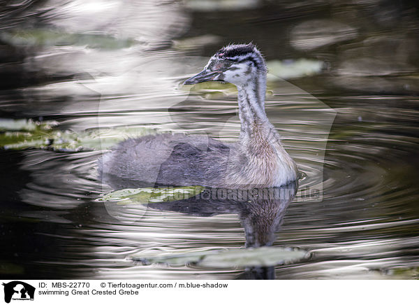 swimming Great Crested Grebe / MBS-22770