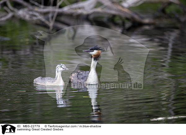 swimming Great Crested Grebes / MBS-22779