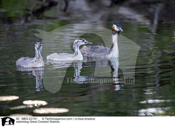 swimming Great Crested Grebes / MBS-22781