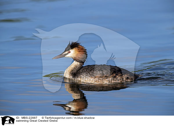 swimming Great Crested Grebe / MBS-22887