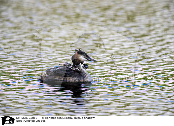 Great Crested Grebes / MBS-22888