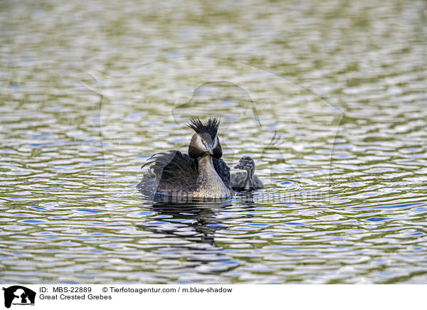 Great Crested Grebes / MBS-22889