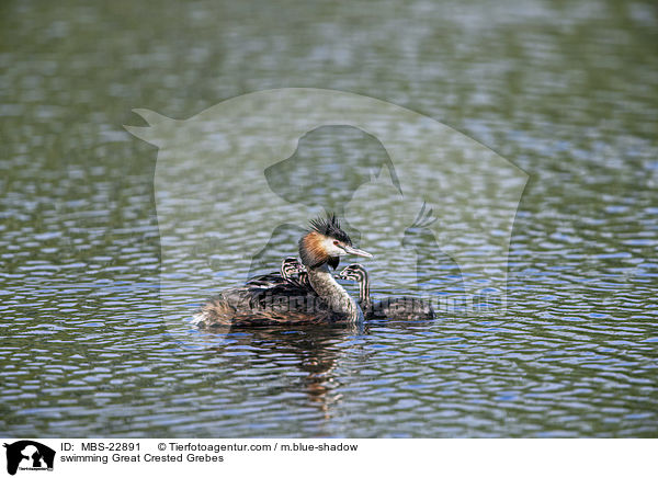 swimming Great Crested Grebes / MBS-22891