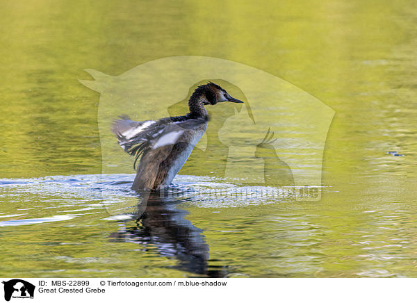 Great Crested Grebe / MBS-22899