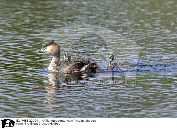 swimming Great Crested Grebes / MBS-22904