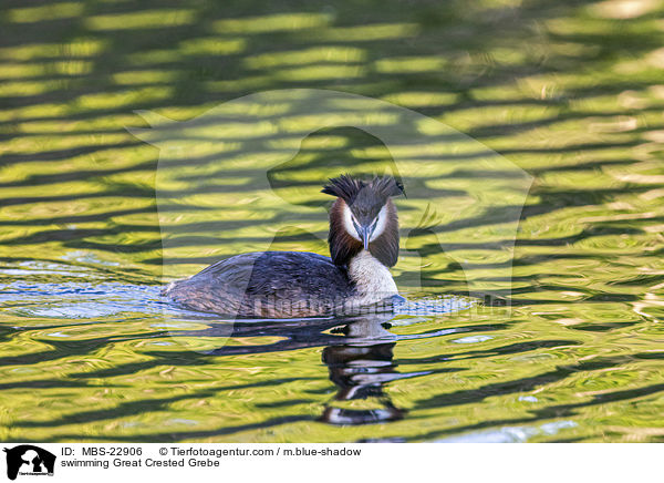swimming Great Crested Grebe / MBS-22906