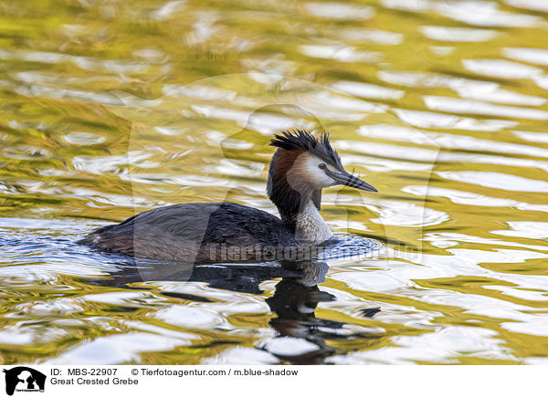 Great Crested Grebe / MBS-22907