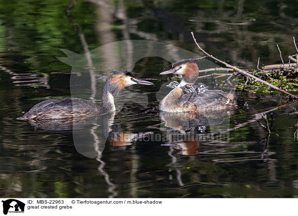 great crested grebe / MBS-22963