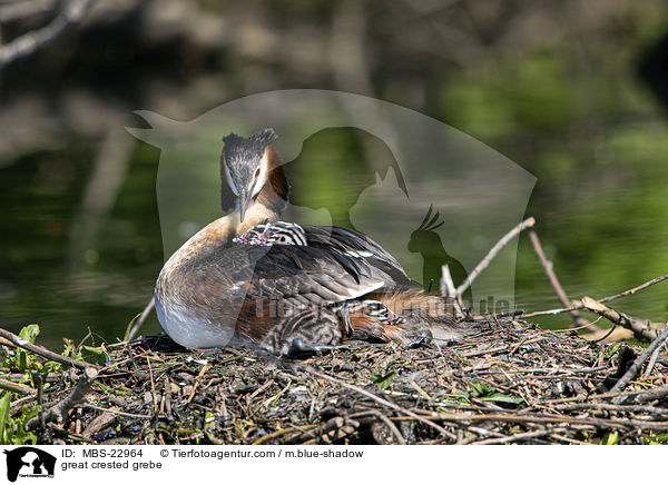 great crested grebe / MBS-22964