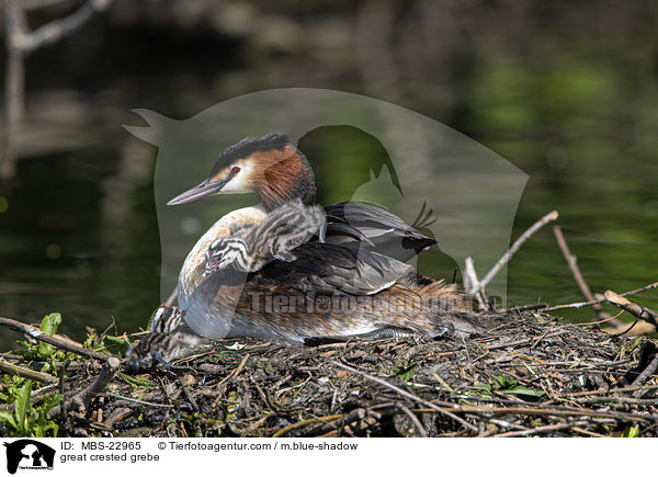 great crested grebe / MBS-22965